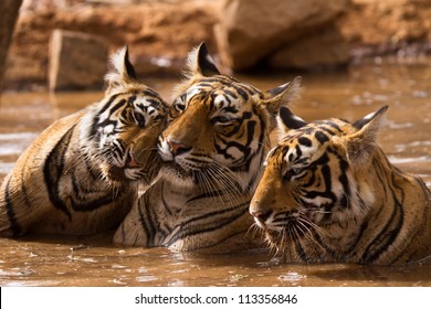 Tiger Family