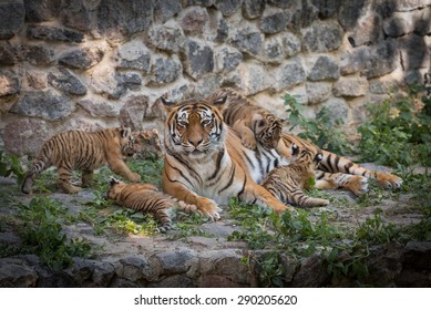 Tiger Family