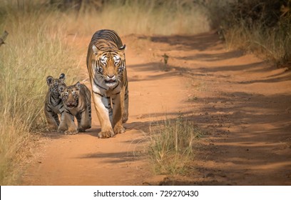 Tiger Family