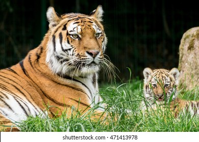 Tiger Family - Mother And Tiger Baby