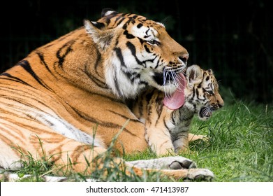 Tiger Family - Mother And Tiger Baby