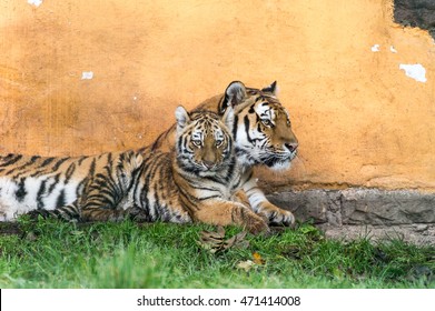 Tiger Family - Mother And Tiger Baby