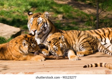 Tiger family, mother and cubs