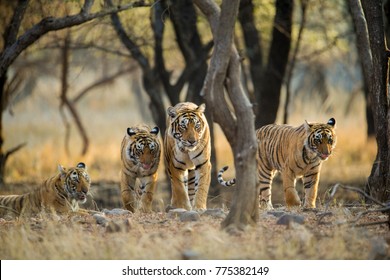 Tiger family a stroll one early morning at Ranthambhore National Park, Rajasthan, India