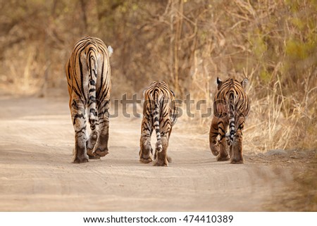 Tiger family together walking on the dry habitat/wild animal in the nature/India