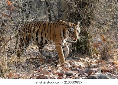 23,729 Tiger female Images, Stock Photos & Vectors | Shutterstock