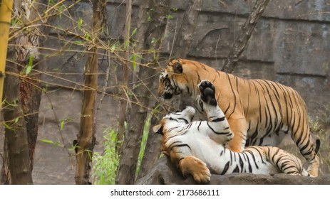 Tiger Fight At At Ranthambore National Park