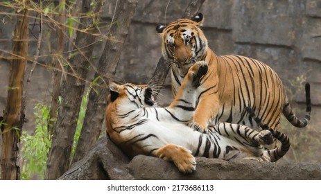 Tiger Fight At At Ranthambore National Park