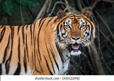 The tiger is focusing on something seriously. (Panthera tigris corbetti) in the natural habitat, wild dangerous animal in the natural habitat, in Thailand.
