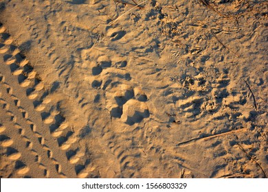 Tiger Footprint Seen At Jim Corbett National Park Safari Of Uttarakhand