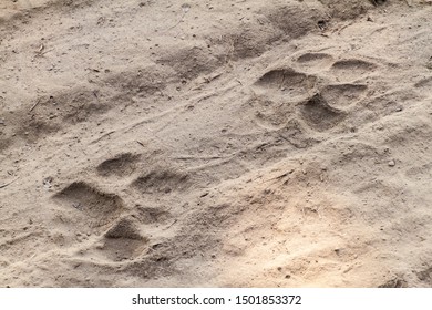 9,227 Tiger footprints Images, Stock Photos & Vectors | Shutterstock