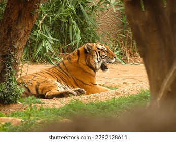 A tiger in the forest.