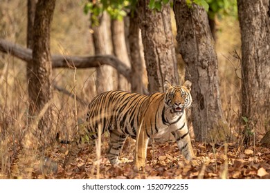 Tiger In The Forest Bandhavgarh National Park India