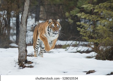 Tiger In The Forest Charging Toward The Camera Mid Stride