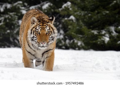 A tiger in the forest enjoys the fresh snow. - Powered by Shutterstock