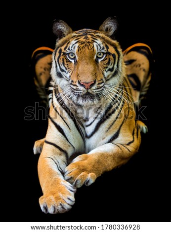 A tiger in a forest on a black background shows in the zoo.