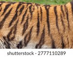 Tiger fur creating a close-up pattern of classic black and orange stripes