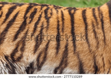 Tiger fur creating a close-up pattern of classic black and orange stripes