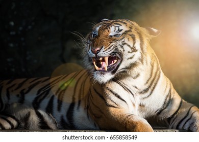 Tiger get angry, it looking mad.