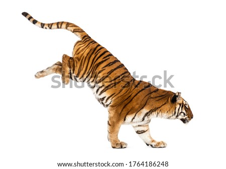 Tiger getting down a white box, isolated on white
