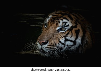 A Tiger Goes Down To Hunt In A Pond At Night.