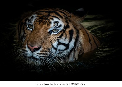 A Tiger Goes Down To Hunt In A Pond At Night.