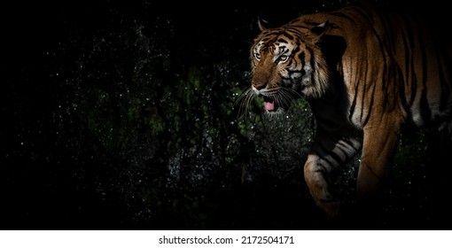 A Tiger Goes Down To Hunt In A Pond At Night.