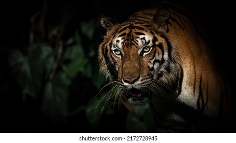 A Tiger Goes Down To Hunt In A Pond At Night.