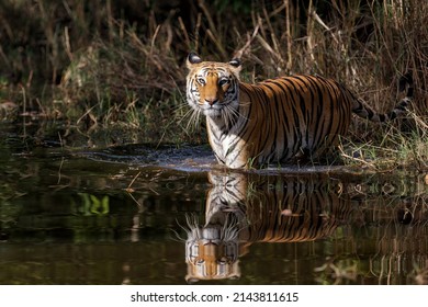 1,943 Tiger reflection water Images, Stock Photos & Vectors | Shutterstock