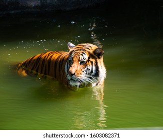 A Tiger Going For A Swim At The Houston Zoo