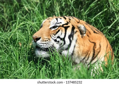 Tiger in the grass