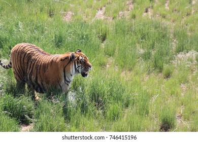 Tiger in grass