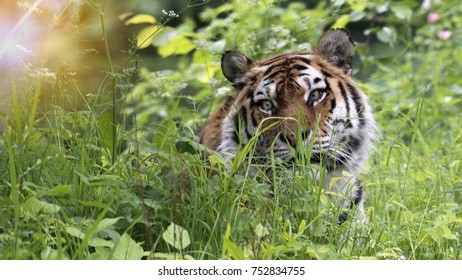 Tiger in the grass