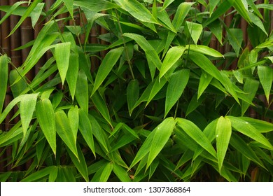 Tiger Grass Plant Used For Screening In A Tropical Backyard.