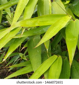 Tiger Grass Plant Used For Screening In A Tropical Backyard.