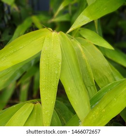 Tiger Grass Plant Used For Screening In A Tropical Backyard.