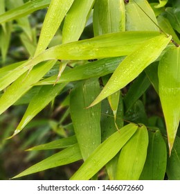 Tiger Grass Plant Used For Screening In A Tropical Backyard.