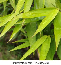 Tiger Grass Plant Used For Screening In A Tropical Backyard.