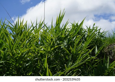 Tiger Grass Or Thysanolaena Latifolia