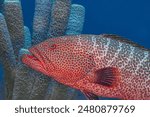 tiger grouper,Mycteroperca tigris is a species of marine ray-finned fish, a grouper from the subfamily Epinephelinae which is part of the family Serranidae, 