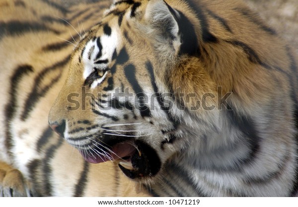 tiger growl florida