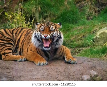 Tiger Growling