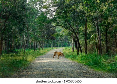 Tiger Habitat In Nagarhole National Park ,India