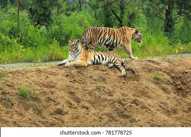 Tiger has decided to lay down, have a rest