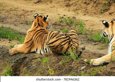 Tiger has decided to lay down, have a rest