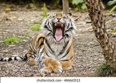 The  Tiger Has  Its Mouth Open