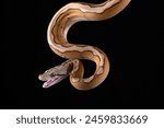 Tiger head albino python on a black background	
