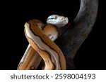Tiger head albino python on a black background	
