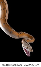Tiger head albino python on a black background	

