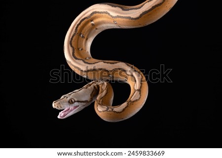 Tiger head albino python on a black background	